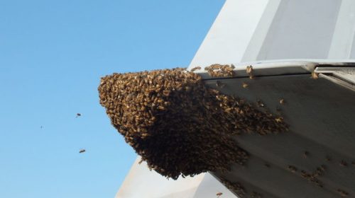 Пчелы атаковали истребитель-невидимку F-22 Raptor