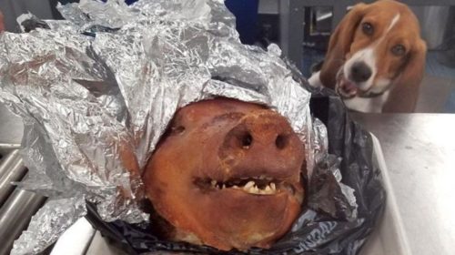 У пассажира с Эквадора изъяли свиную голову