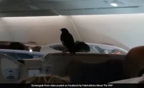В бизнес-классе Singapore Airlines перелетела птица из Сингапура в Британию. Никто не знают откуда она там взялась