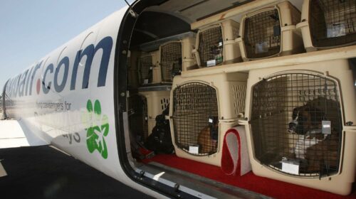 Как перевозить домашних животных в самолете? Краткий мануал