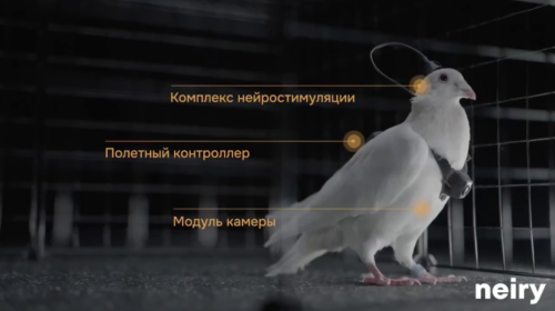 Голубь 2.0: в Москве испытали биодронов с нейрочипом — киберпанк прилетел